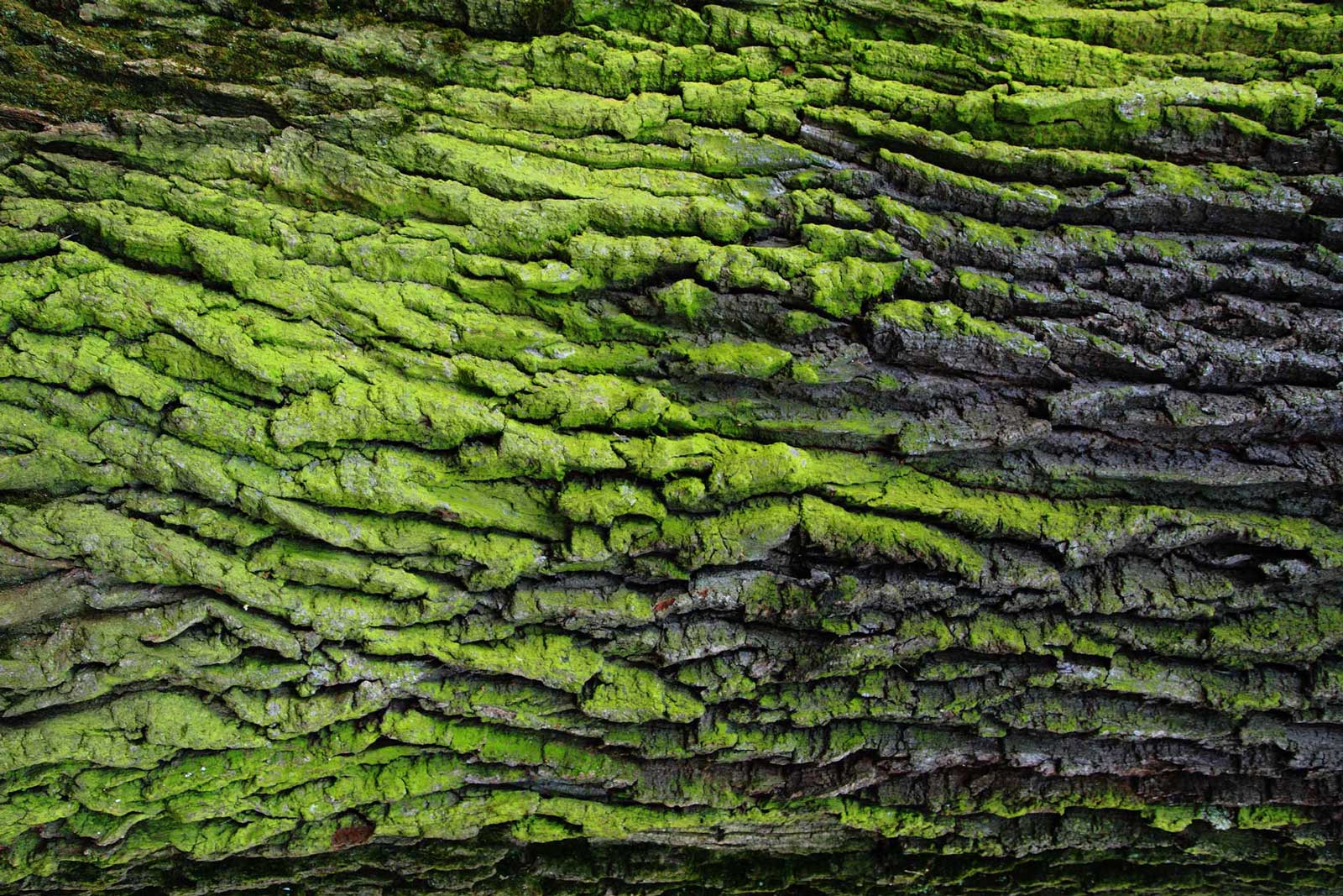Green bark texture